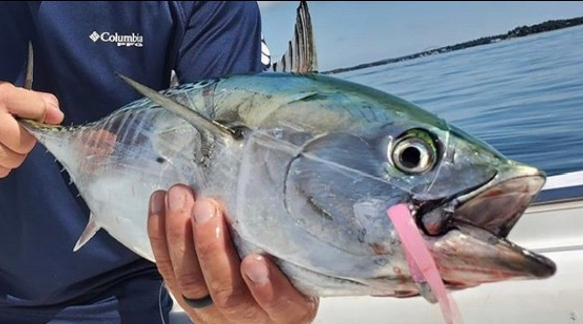 Big Topwater Lure. (Bluefin Tuna Catch n Cook) 