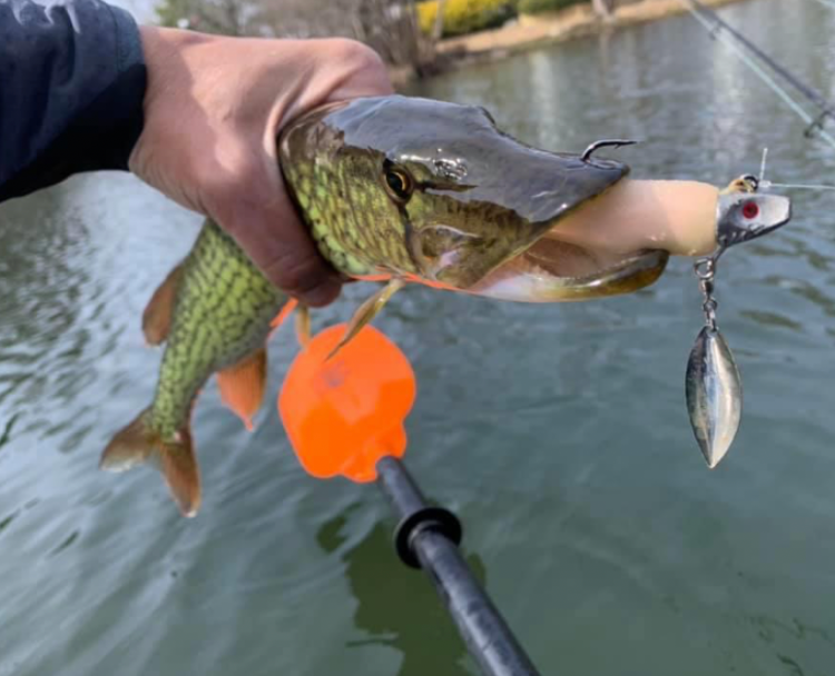 Underspin Whip-It Fish