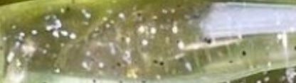 Glass Minnow Series