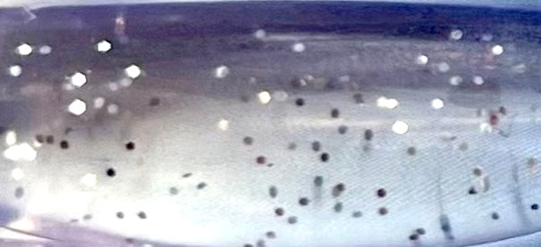 Glass Minnow Series